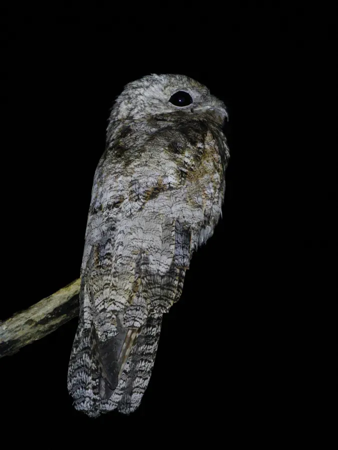 File:Nyctibius grandis - Great Potoo; Apiacás, Mato Grosso, Brazil (cropped).jpg