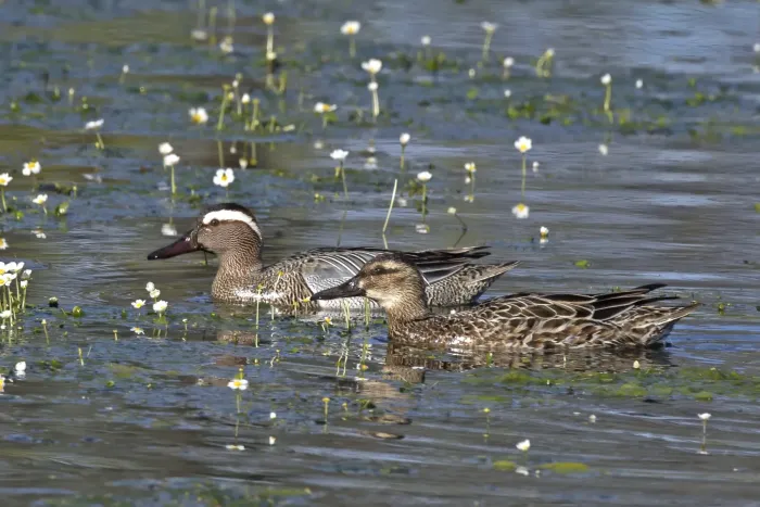 File:Garganey (Spatula querquedula) male and female.jpg