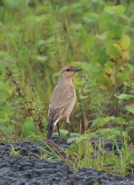 File:Isabelline wheatear (Oenanthe isabellina).jpg