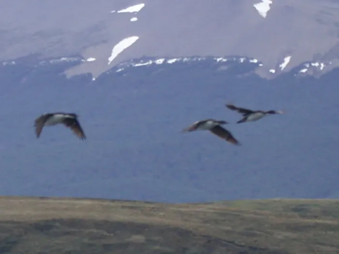 File:Imperial Shag (Leucocarbo atriceps) 3.jpg