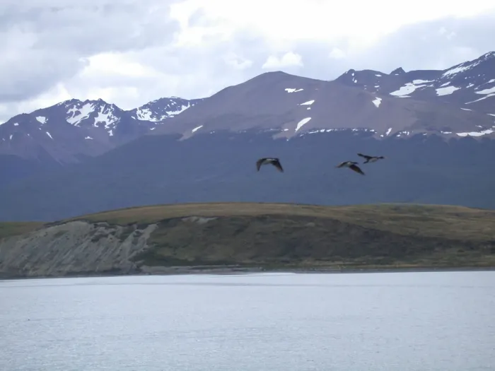 File:Imperial Shag (Leucocarbo atriceps)2.jpg