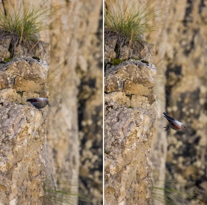 File:Wallcreeper (Tichodroma muraria) female composite Piatra Craiului.jpg