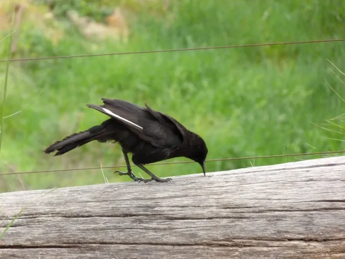 File:Corcorax melanorhamphos -Black Mountain, Canberra, Australia-8.jpg
