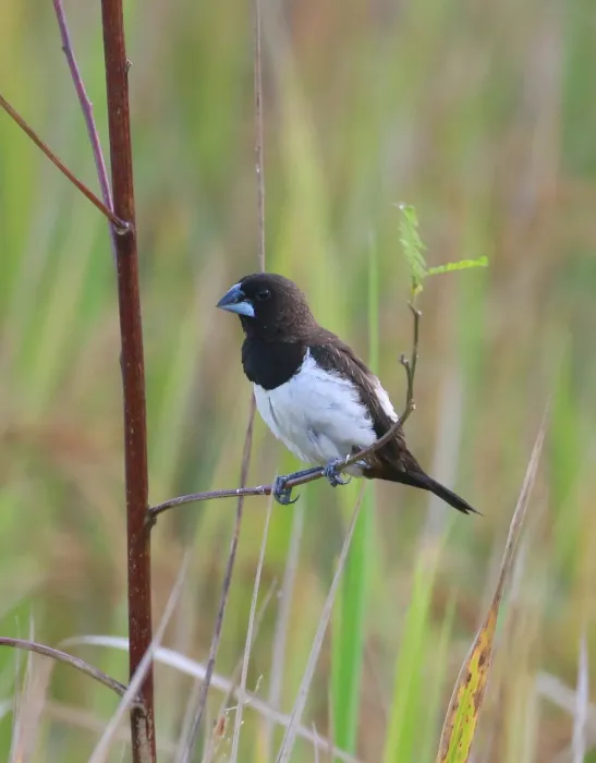 File:White-rumped munia (Lonchura striata).jpg