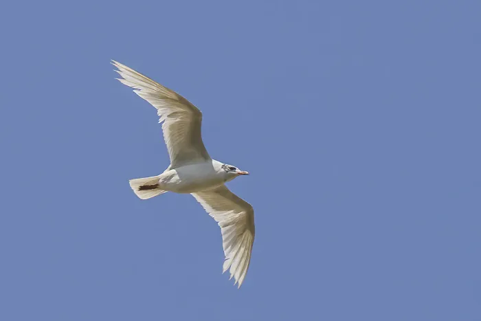 File:Mediterranean gull (Ichthyaetus melanocephalus) non breeding in flight Vadu.jpg