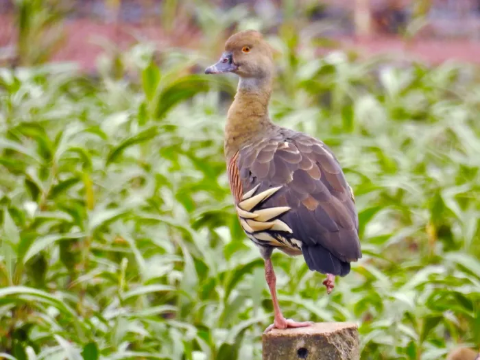 File:Dendrocygna eytoni, Atherton, Queensland, Australia 1.jpg