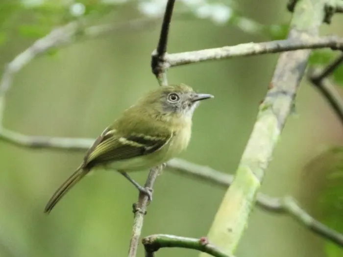 File:Hemitriccus zosterops 64004204 (cropped).jpg