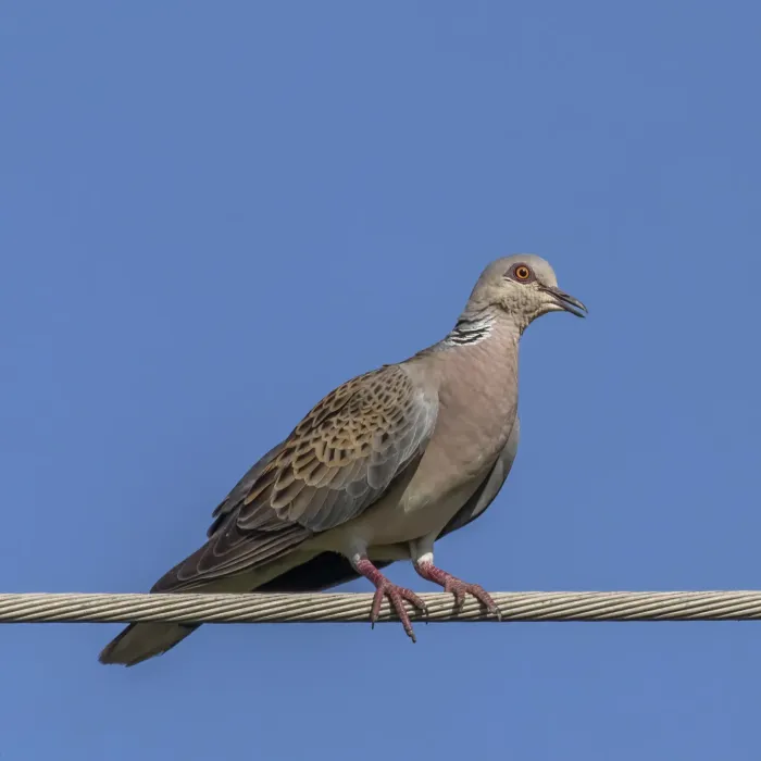 File:Turtle dove (Streptopelia turtur turtur) Hungary.jpg