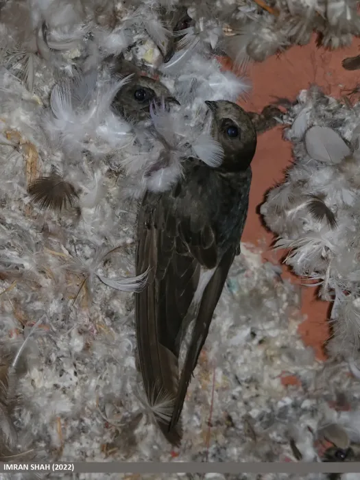 File:Little Swift (Apus affinis) (52304946659).jpg