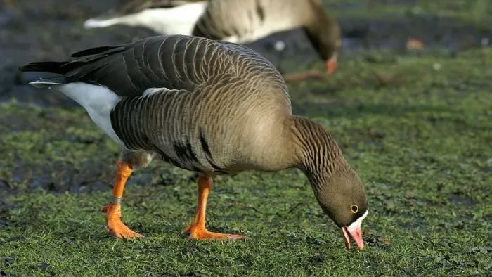 File:Lesser white fronted goose (Anser erythropus) (1).JPG