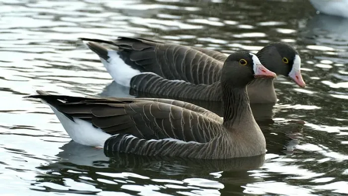 File:Lesser white fronted goose (Anser erythropus) (2).JPG