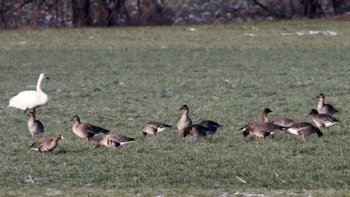File:Taiga Bean Goose (Anser fabalis sensu stricto).JPG
