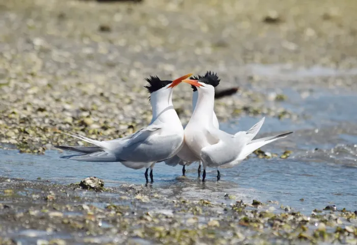 File:2022-04-16 Thalasseus elegans, Upper Newport Bay, California 3.jpg