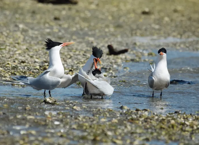 File:2022-04-16 Thalasseus elegans, Upper Newport Bay, California 5.jpg