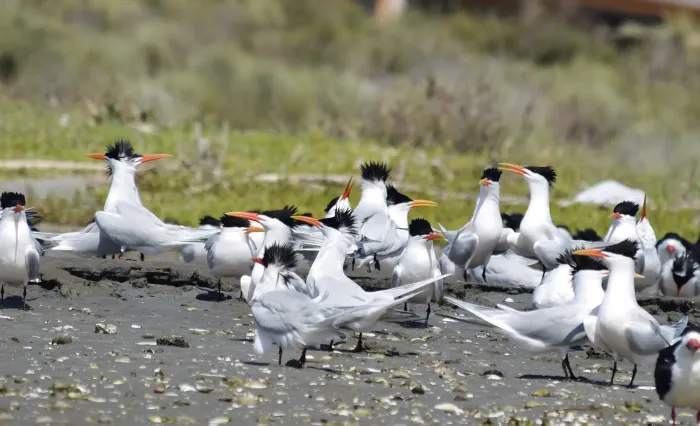 File:2022-04-16 Thalasseus elegans, Upper Newport Bay, California 6.jpg