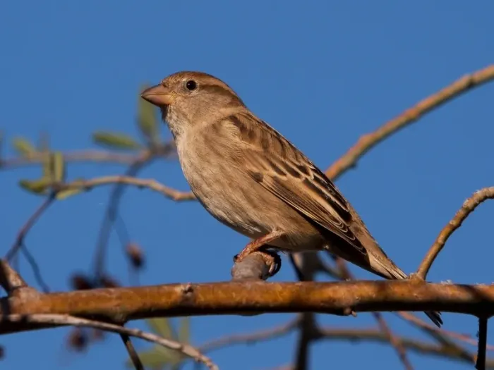 File:Passer hispaniolensis -Canary Islands, Spain -female-8 (1).jpg