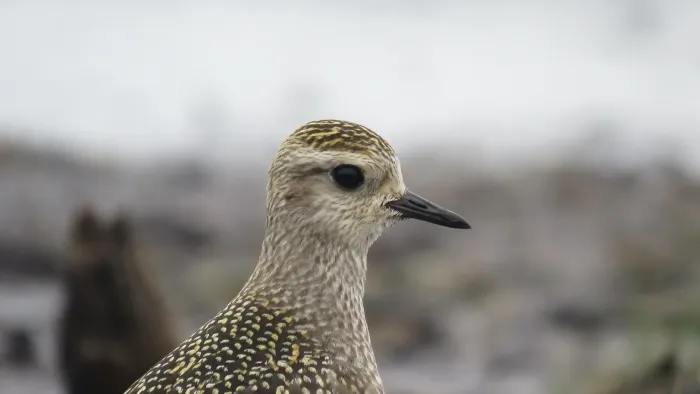 File:Pluvialis dominica 162166552.jpg