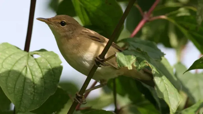 File:Marsh Warbler (Acrocephalus palustris) (2).jpg