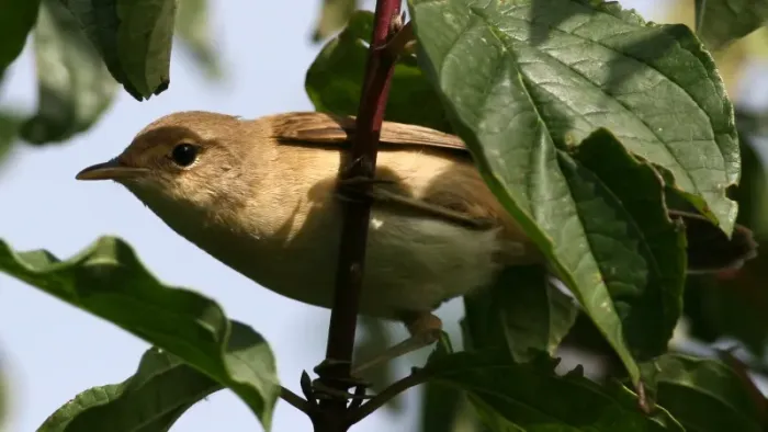 File:Marsh Warbler (Acrocephalus palustris) (3).jpg