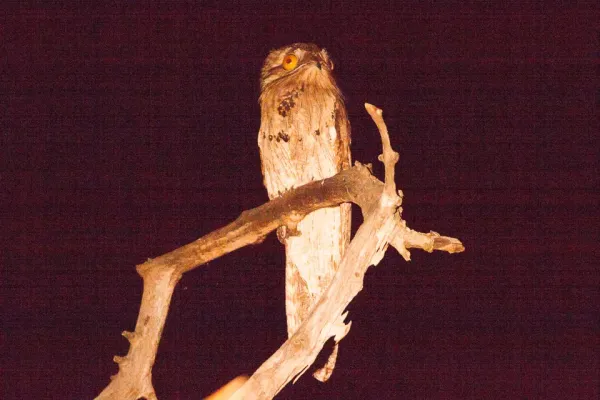 File:Northern Potoo (Nyctibius jamaicensis)1.jpg