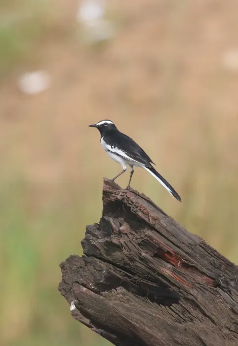 File:White-browed wagtail or large pied wagtail (Motacilla maderaspatensis) image.jpg