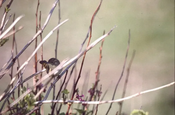 File:Common Yellowthroat (Geothlypis trichas), Baltasound - geograph.org.uk - 3899901.jpg