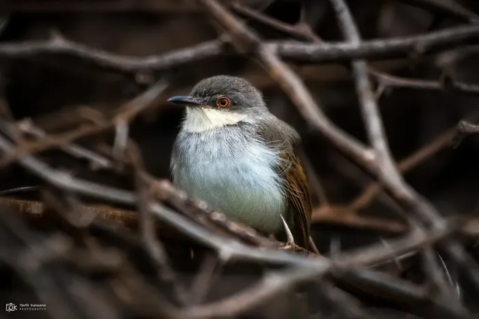 File:Prinia hodgsonii 211105718.jpg
