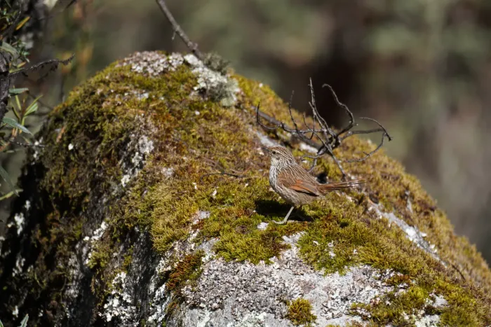 File:Asthenes flammulata in Huaripampa ravine.jpg
