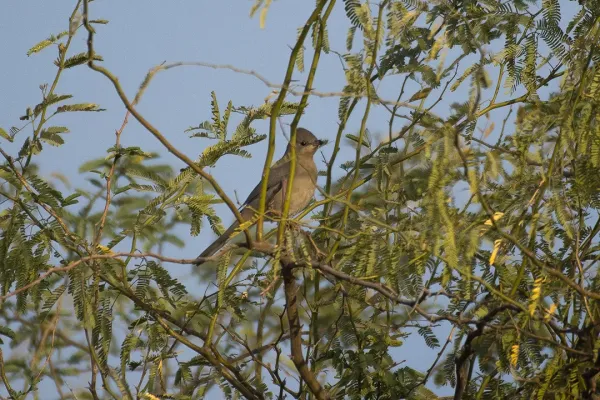 File:Hypocolius ampelinus 233696752.jpg