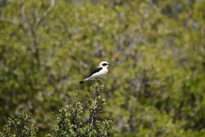 File:Oenanthe hispanica, Fitou, France 1.jpg
