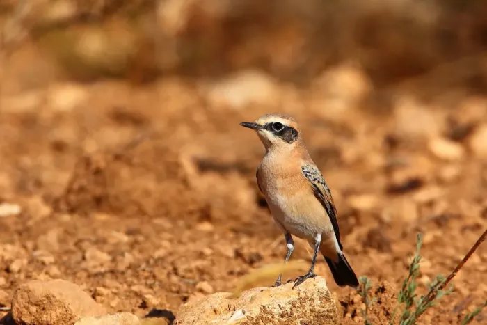 File:Oenanthe hispanica, Lérida, Spain 2.jpg