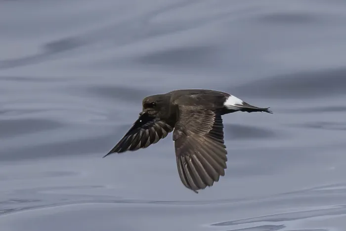 File:European storm petrel (Hydrobates pelagicus) Sagres.jpg