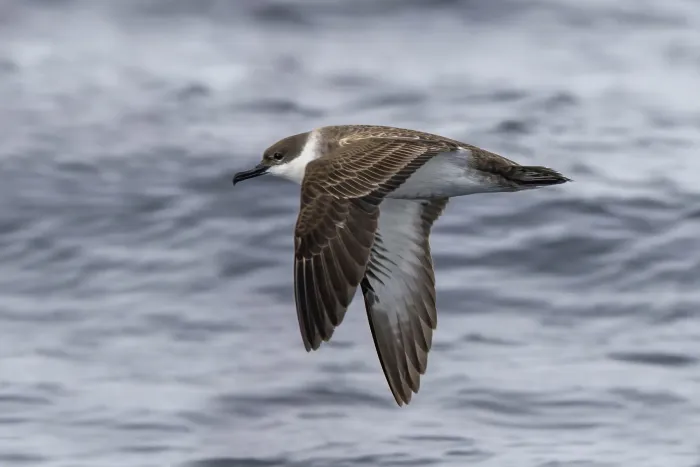 File:Greater shearwater (Ardenna gravis) in flight Sagres 2.jpg