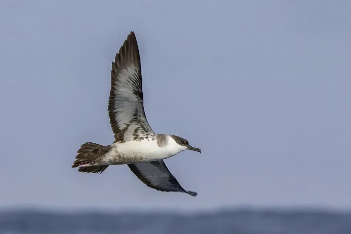 File:Greater shearwater (Ardenna gravis) in flight Sagres.jpg