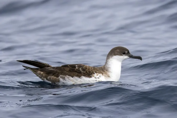 File:Greater shearwater (Ardenna gravis) Sagres.jpg