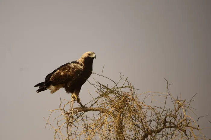 File:Eastern Imperial Eagle Aquila heliaca from Desert National Park, Rajasthan JEG7346.jpg