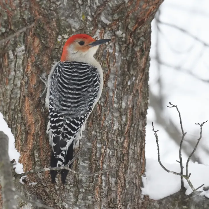 File:Red bellied woodpecker (Melanerpes carolinus).jpg