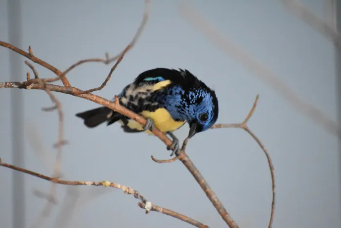 File:Tangara mexicana DSC 0083 copy.jpg