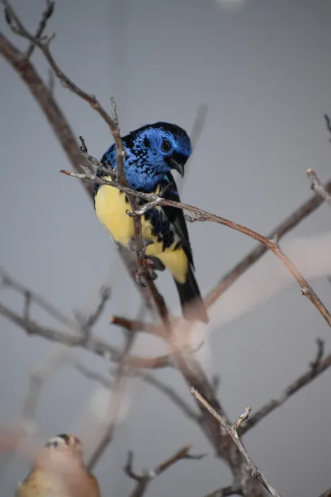 File:Tangara mexicana DSC 0281 copy.jpg