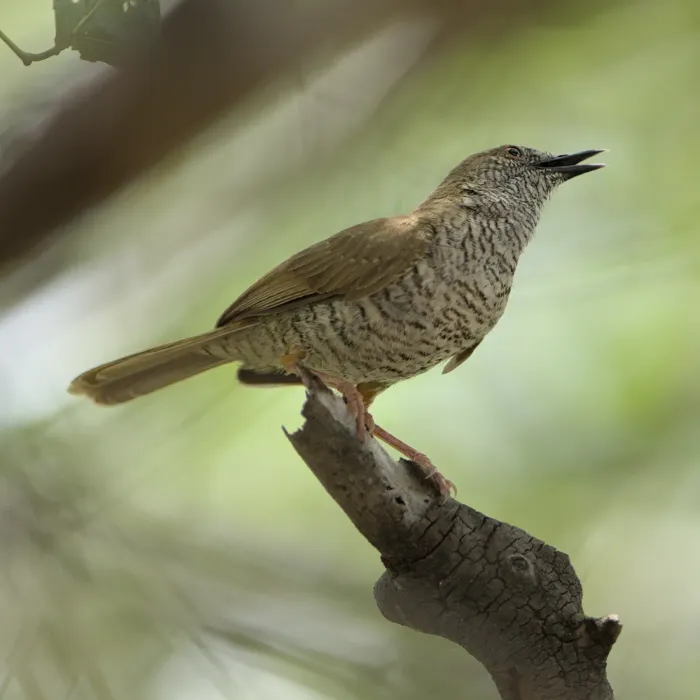File:Stierling's wren-warbler, Calamonastes stierlingi, at Hoedspruite Wildlife Estate, Hoedspruit, Limpopo, South Africa.jpg