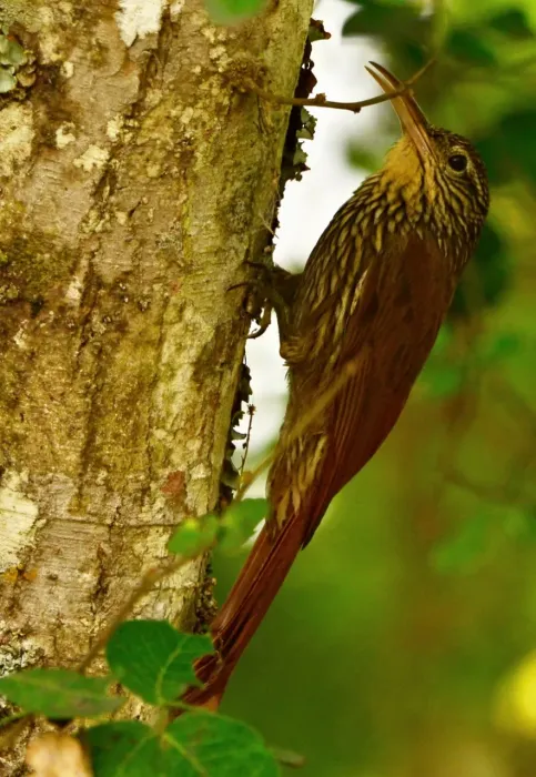 File:Lepidocolaptes souleyetii - Trepatroncos campestre.jpg