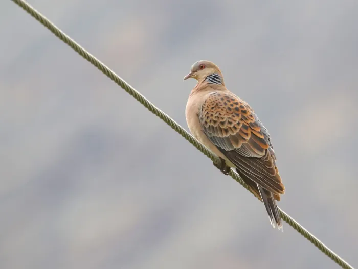 File:Oriental Turtle Dove (Streptopelia orientalis) (52502770215).jpg