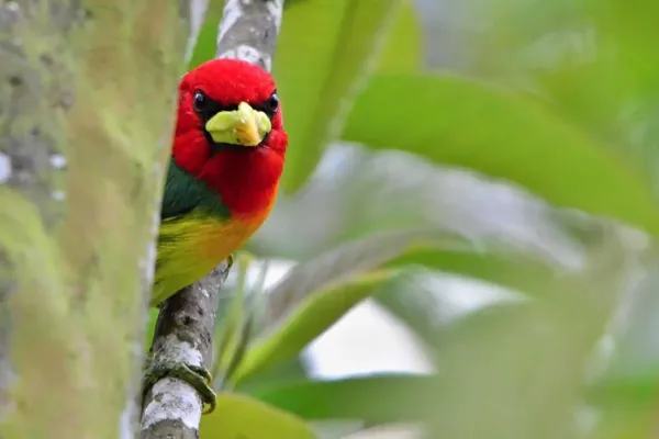 File:Male Eubucco bourcierii.jpg