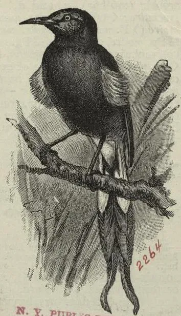 File:Moho nobilis.jpg