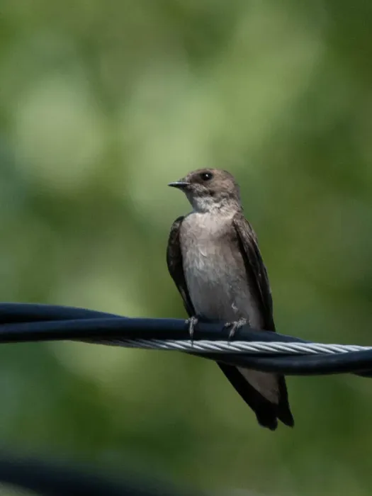 File:Stelgidopteryx serripennis 212650523.jpg