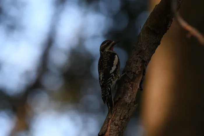 File:Setophaga citrina DSC 7778.jpg