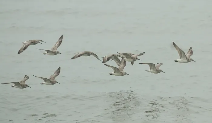 File:Great knot (Calidris tenuirostris).jpg