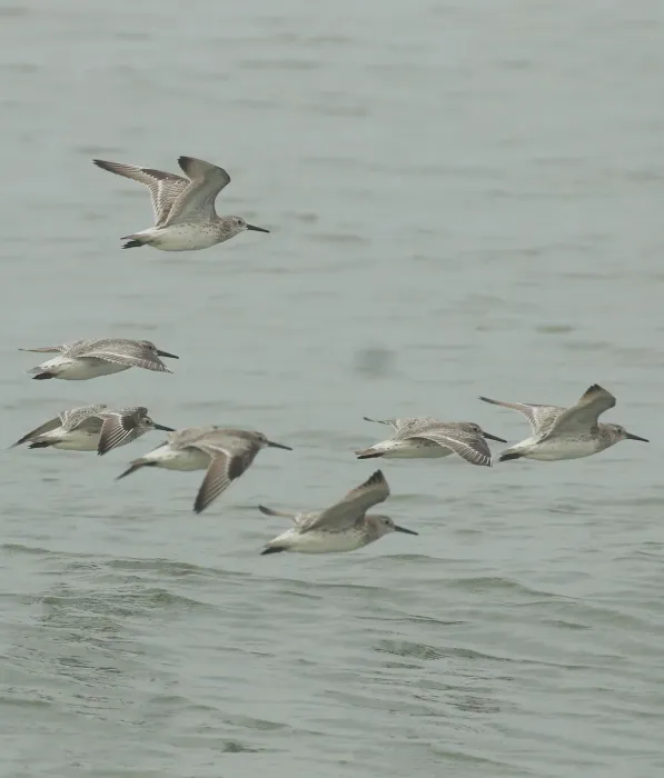 File:Great knot (Calidris tenuirostris) flight.jpg