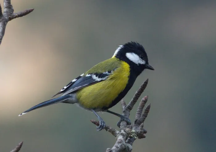 File:Parus monticolus 79183804.jpg