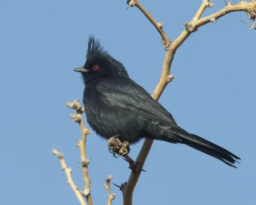 File:Phainopepla nitens M 2.jpg